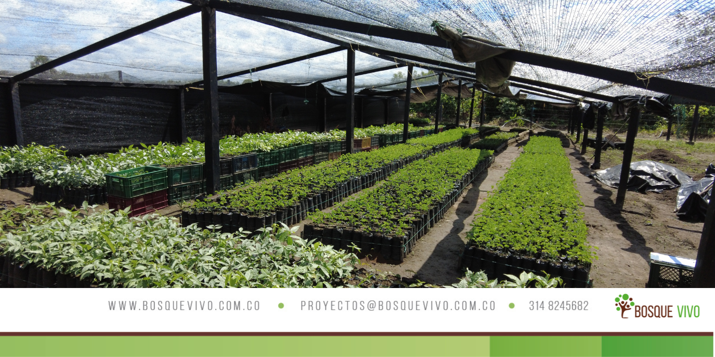 ¿Por qué son tan importantes los viveros?